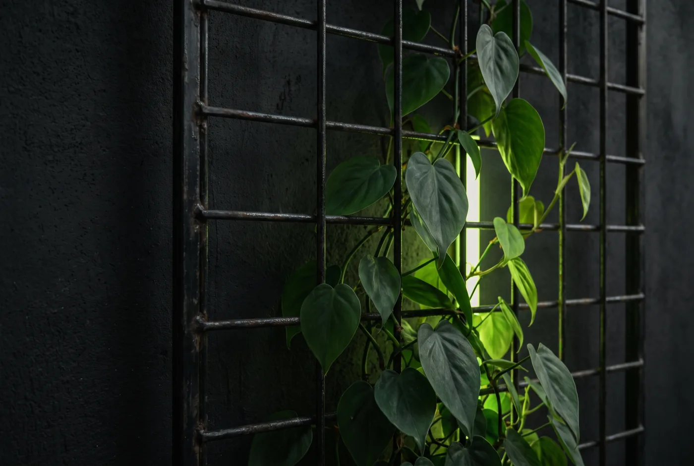 A vine growing up a dark grid trellis in lime light